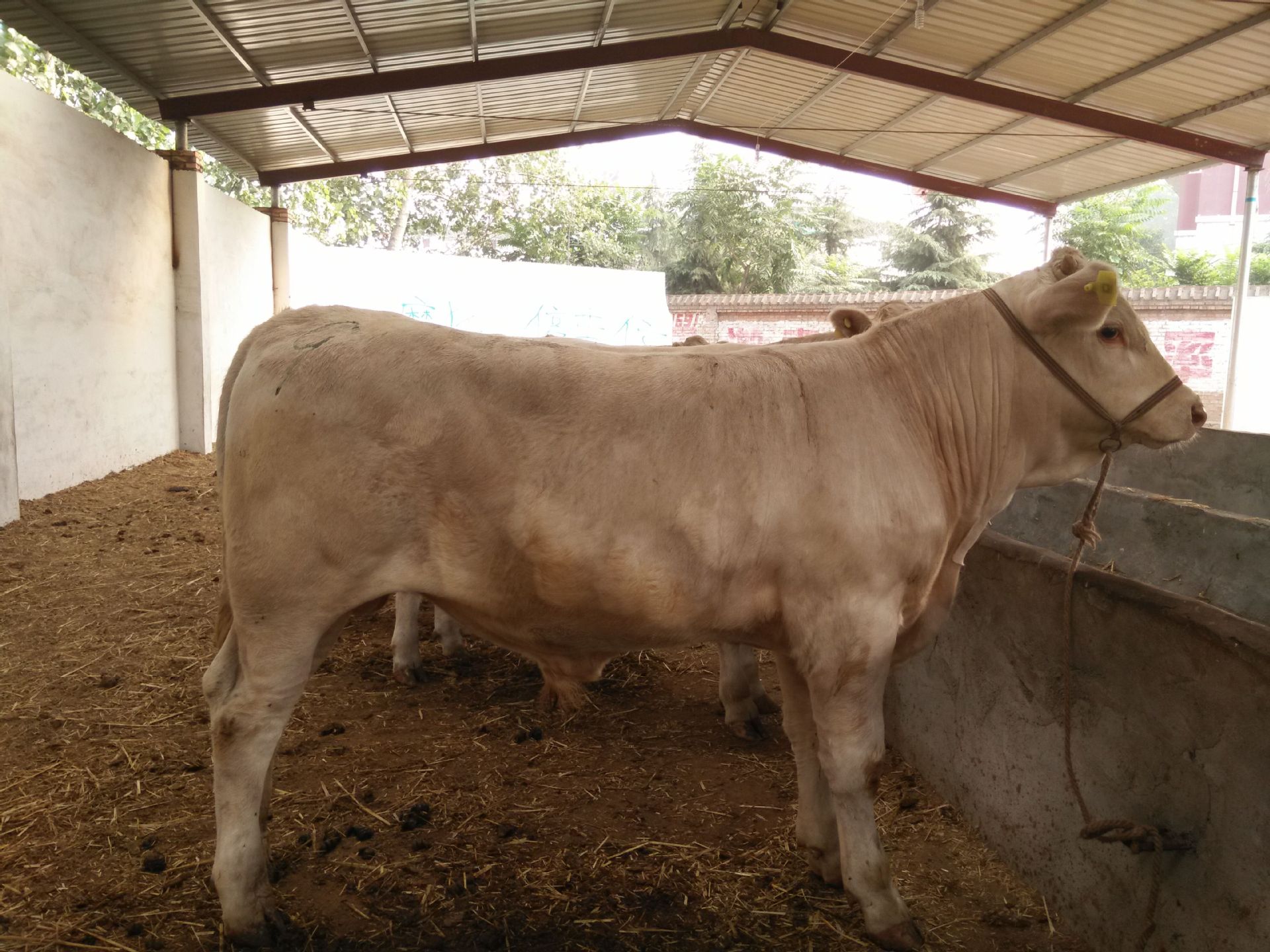 3、夏洛萊肉牛育肥預(yù)混料：肉牛預(yù)混料中還應(yīng)添加哪些其他成分才能喂給肉牛？ 