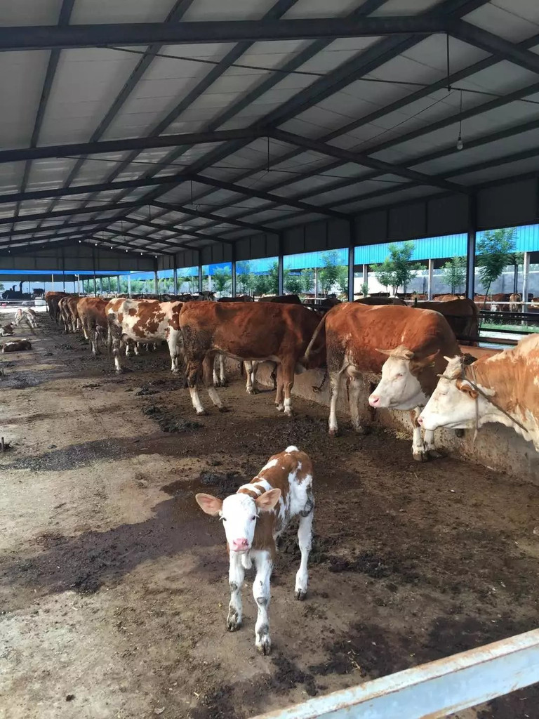 3、利木贊肉牛專(zhuān)用預(yù)混料：斤育肥牛飼料配方
