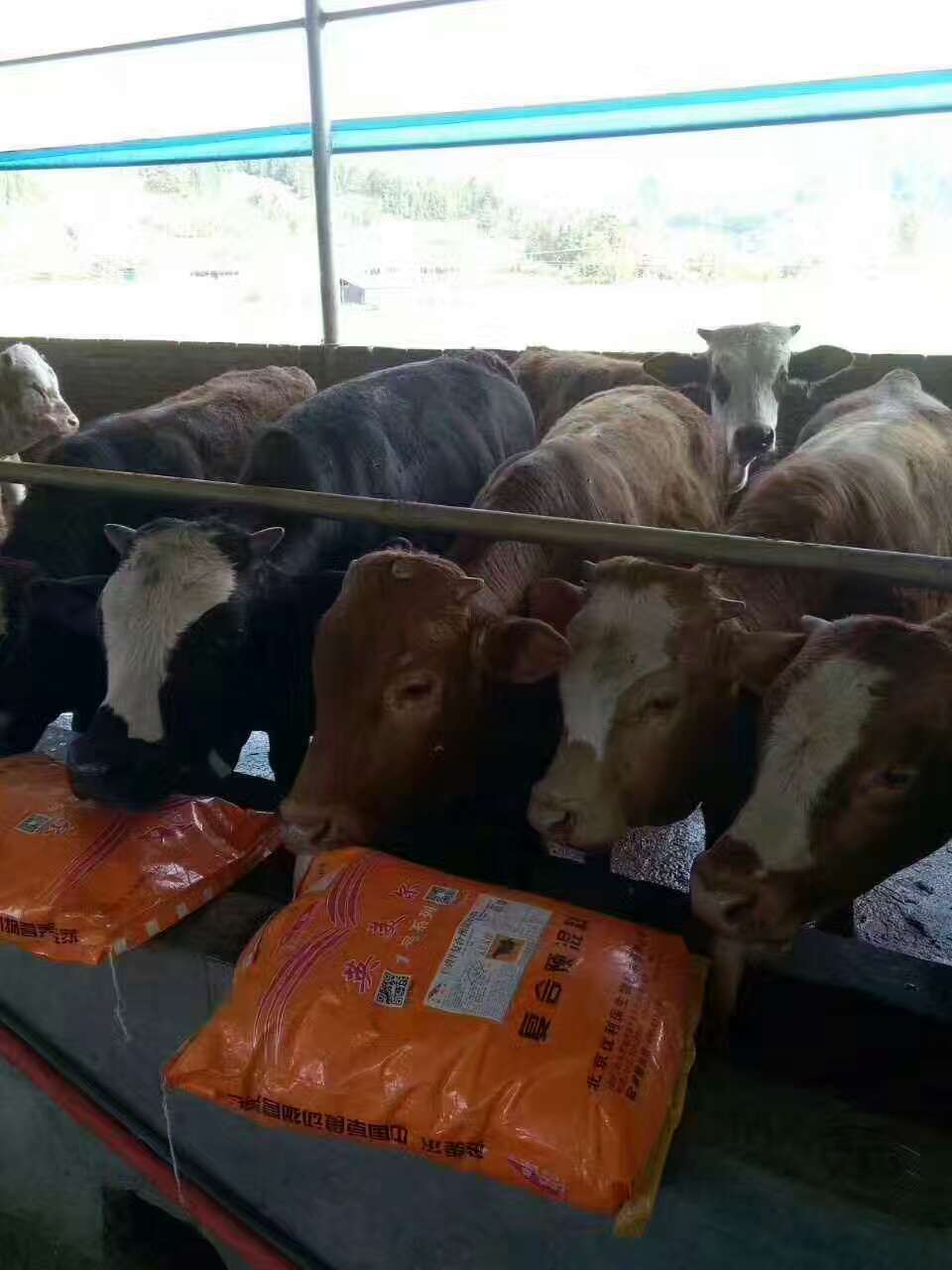 1、肉牛育肥預(yù)混料：英美牛飼料有效嗎？