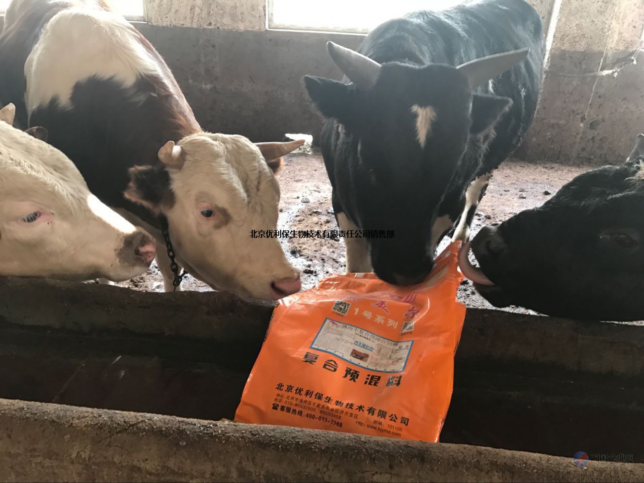 2、什么牌子的飼料對牛好？