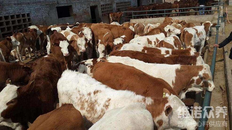 1、肉牛經(jīng)常喂粗飼料。肉牛吃什么粗飼料比較好？ 