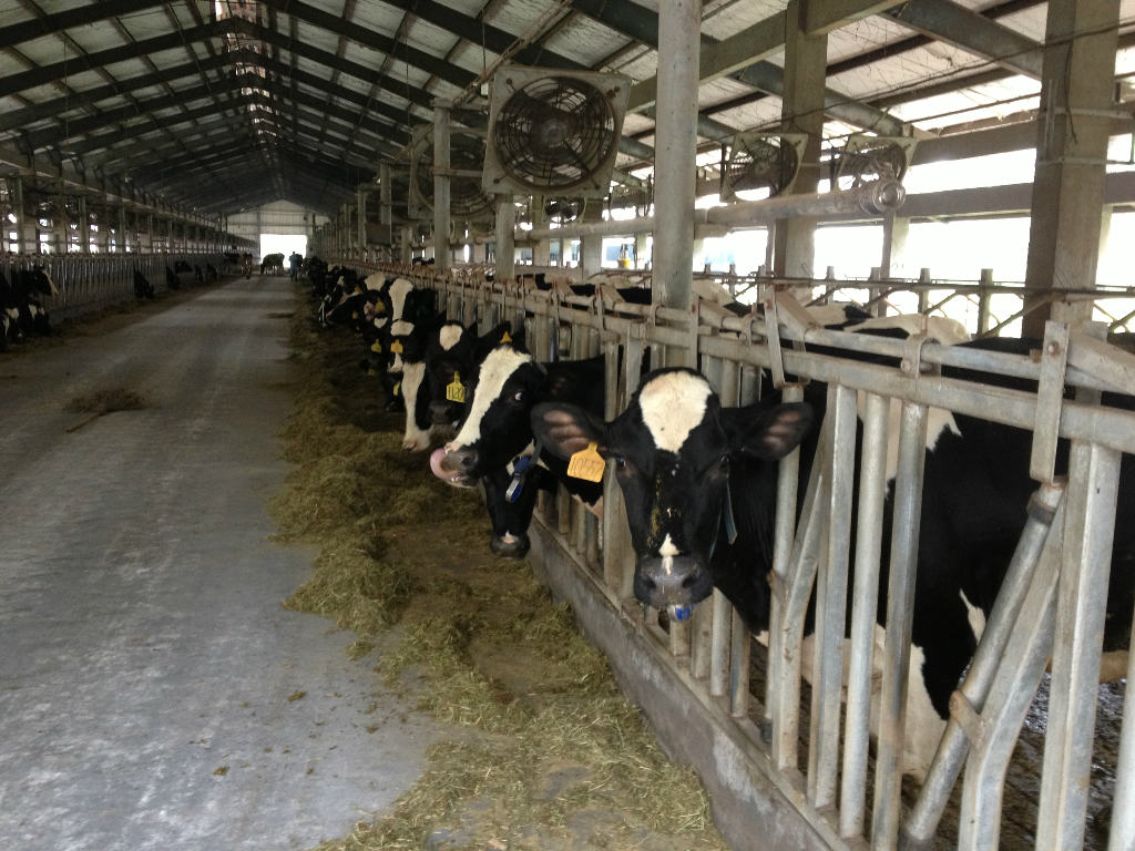 2、奶牛采食量是多少
