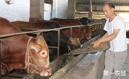 3、一公斤育肥牛西門塔爾日飼料成本是多少