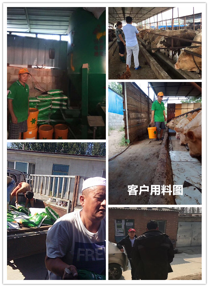  1、 大約公斤牛的育肥方法？如何混合飼料。喂多少干草和喂多少精料。你用什么喂?jié)饪s物？ 