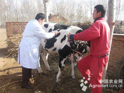 1、奶牛各階段飼料配方
