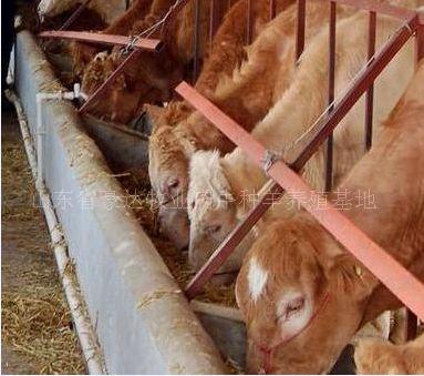 2、肉牛飼料如何搭配