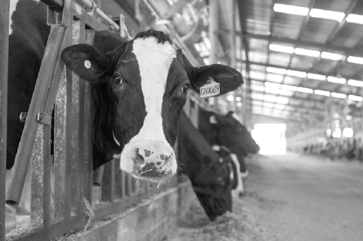 1、奶牛各階段飼料配方