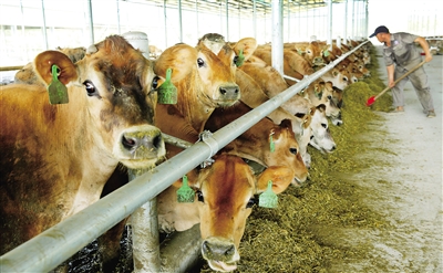 2、奶牛各階段飼料配方