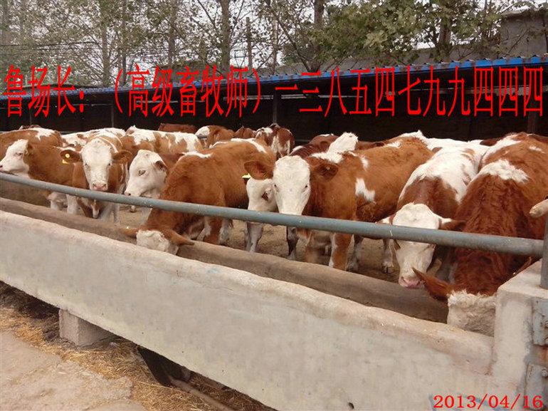 1、甲子子牛育肥計(jì)劃的設(shè)計(jì)