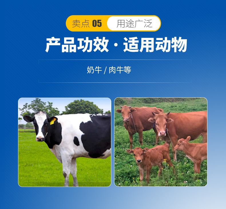 3、奶牛用青貯飼料生產(chǎn)的關(guān)鍵，奶牛用青貯飼料如何制作？ 
