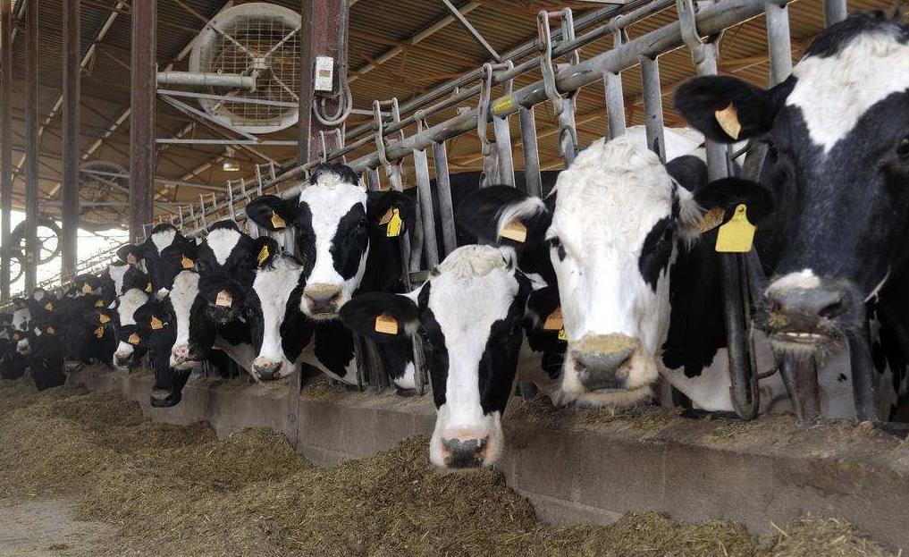 2、青貯飼料對奶牛的健康有哪些好處？ 