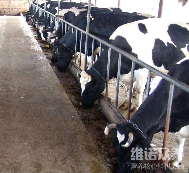 2、奶牛各階段飼料配方