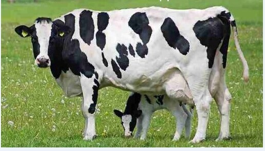 3、奶牛各階段飼料配方