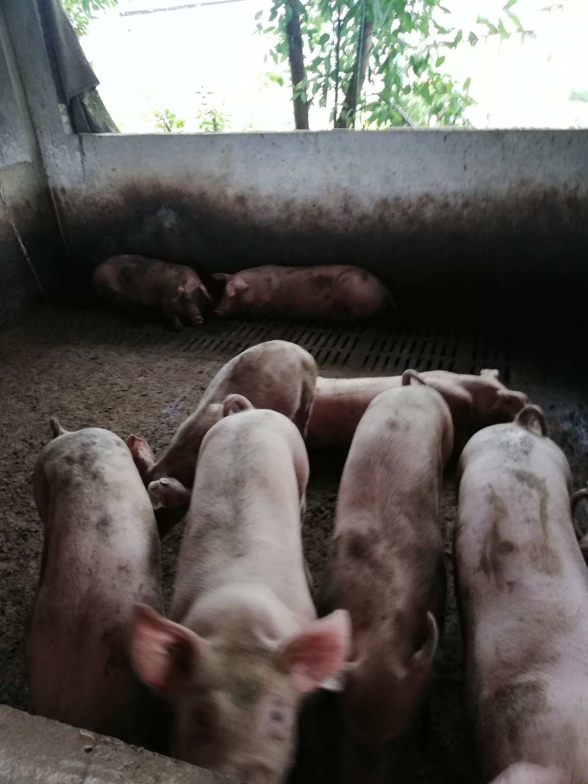 二、如何飼養(yǎng)后備母豬？