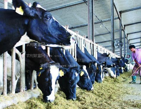 3．奶牛的飼料應(yīng)該如何選擇？ 